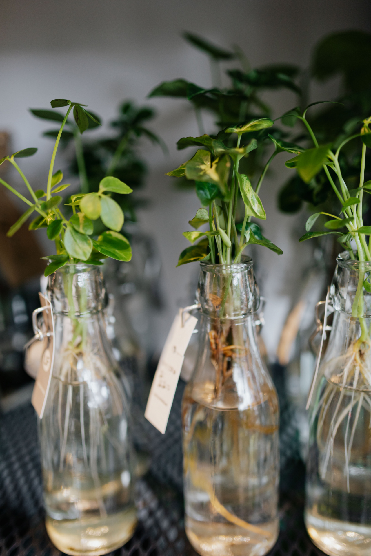 plants propagating in a bottle