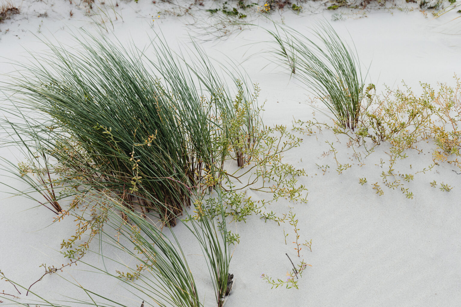 Windswept grass plumes growing out of white sand